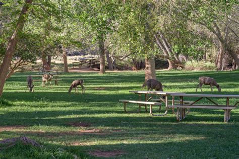 A Guide to Capitol Reef Wildlife: What to Expect - Capitol Reef