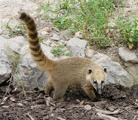 Le coati | Animals, Cute animals, Animal facts