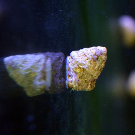 Astrea Snail-Eat Algae (Popular) – Alyssa's Seahorse Savvy