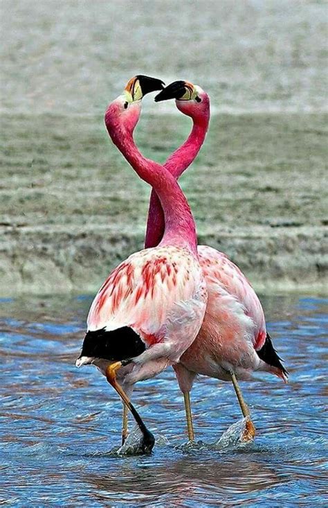 Pin by Roger N Lynne Ensinger on Bird &animals | Beautiful birds, Flamingo pictures, Pretty birds