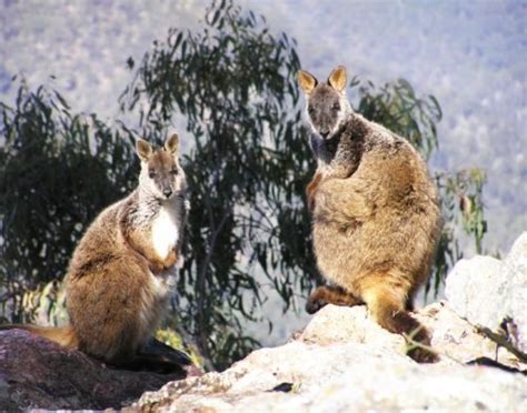 Help the brush-tailed rock-wallaby - Australian Geographic