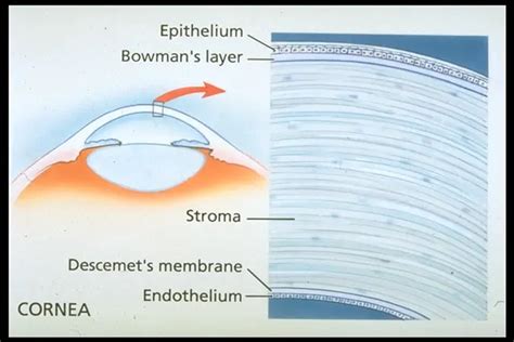 Corneal Anatomy