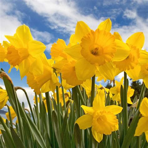 Welsh Daffodils (Cennin Pedr Cymreig) Magik Beanz