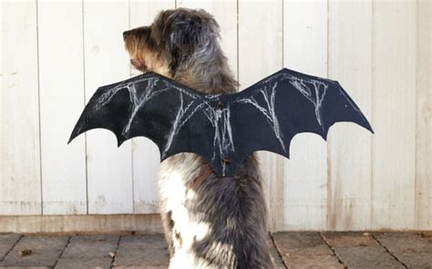 How to Make a DIY Bat Wings Costume for Dogs - Parade Pets