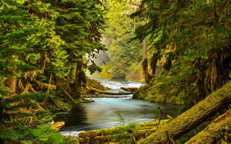 McKenzie River, Oregon, forest, trees, moss wallpaper | nature and landscape | Wallpaper Better