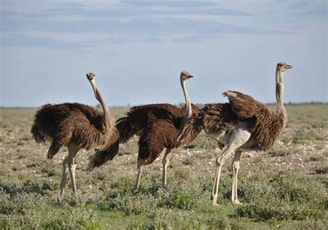 Emu and Ostrich Meat: Taste, Best Cuts, How to Cook