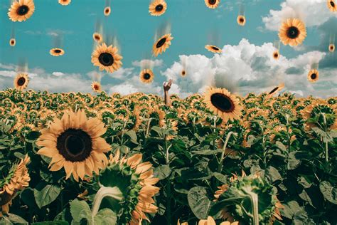 15 Excellent sunflower wallpaper aesthetic computer You Can Use It Free ...