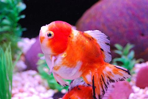 Goldfish Types Fancy | Goldfish, Goldfish types, Aquarium fish