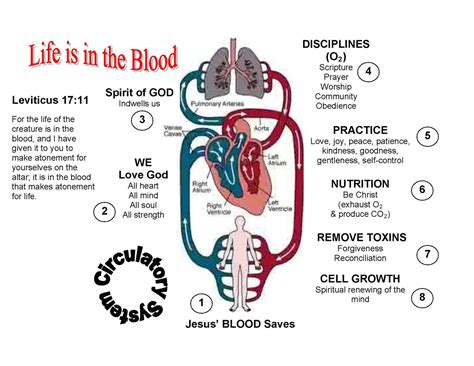 The Circulatory System - Viewing Gallery