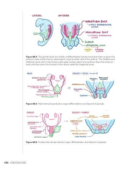 Development of the reproductive system | Osmosis