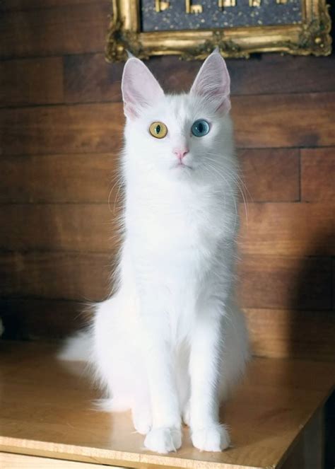 CH Marinday Hoşça Moonage Daydream Odd-eyed White Turkish Angora Female ...