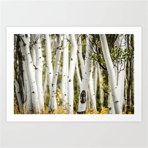 Picture Aspen Trees Art Print by 3Quarter Images of Nature | Society6