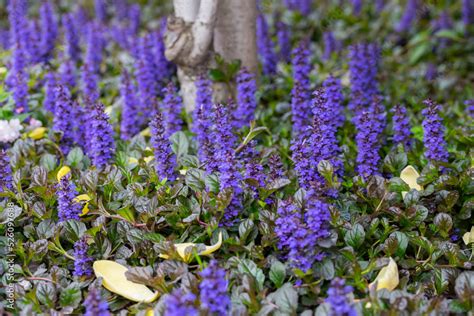 Ajuga reptans. Spring flowers of ajuga reptans. Blooming plants. Stock ...