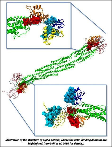 Research | Molecular Cell Biomechanics Lab