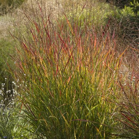 Top 102+ Pictures Pictures Of Ornamental Grasses For Identification Latest