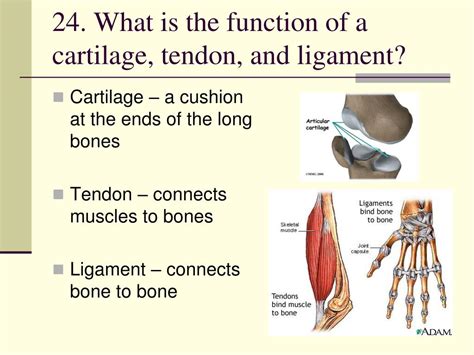 Ligament Cell Structure