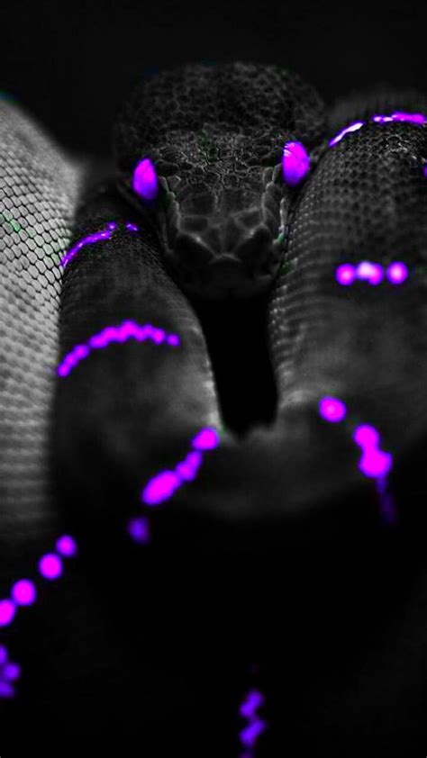 Discover more than 81 purple snake wallpaper latest - in.coedo.com.vn