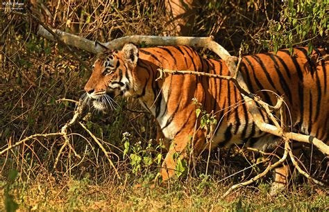 Coorg Wildlife Society