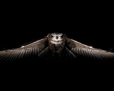 Creepy Owl - Birds & Animals Background Wallpapers on Desktop Nexus ...