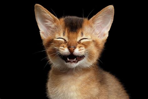 Laughing Kitten Photograph by Sergey Taran - Fine Art America