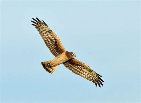 BIRDS OF PREY IN IRELAND: where to see the top 7