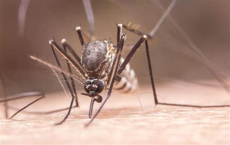 Yellow Fever Mosquito Identification | A Guide To Mosquito Control