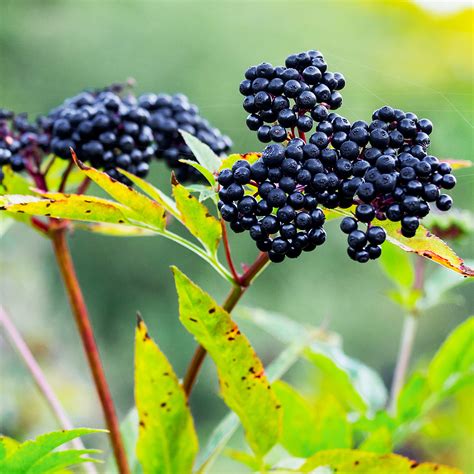 3 Elderberry Benefits to Boost Your Wellness