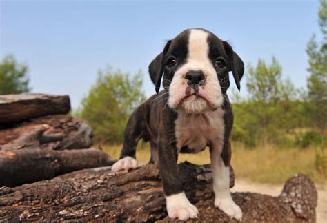 Miniature Boxer Dog Breed Health, Training, Feeding, Temperament and ...