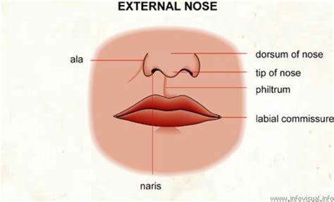 Your Philtrum-the Sexiest Part of the Body | HubPages