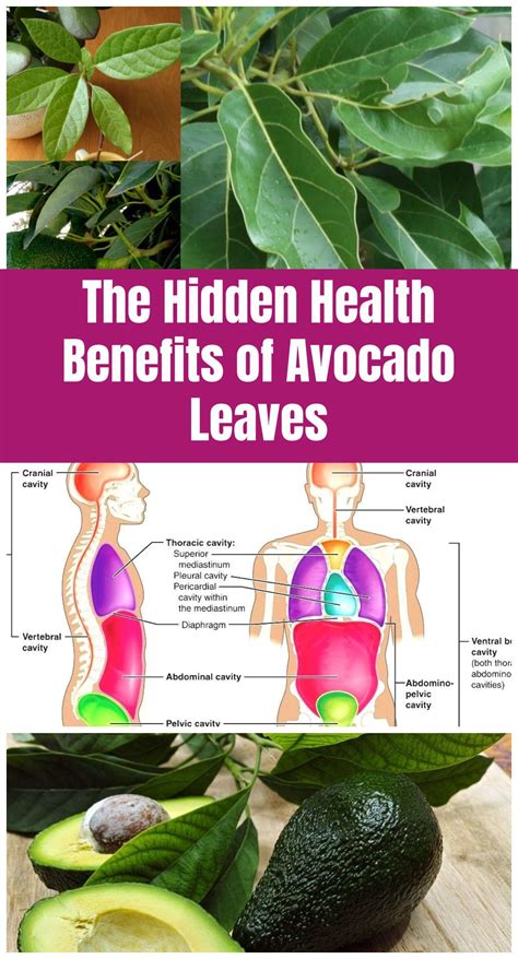 The Hidden Health Benefits of Avocado Leaves | Avocado health benefits, Avocado leaves, Avocado ...