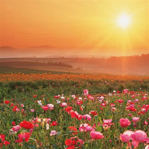 Nature Desktop Backgrounds Flowers : flowers, Nature, Pink Flowers, Worms Eye View, Sun, Cosmos ...