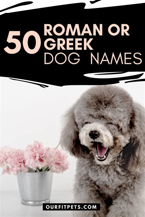 50 Roman or Greek Dog Names | Our Fit Pets in 2021 | Dog names, Dogs ...