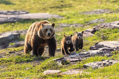 Grizzly Bear Photography, Grizzly Bear and Cubs, Glacier National Park ...