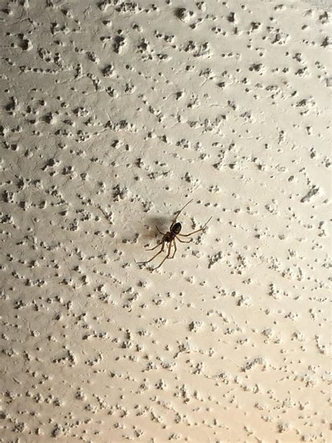 is this a brown recluse ? in western north carolina : r/spiders