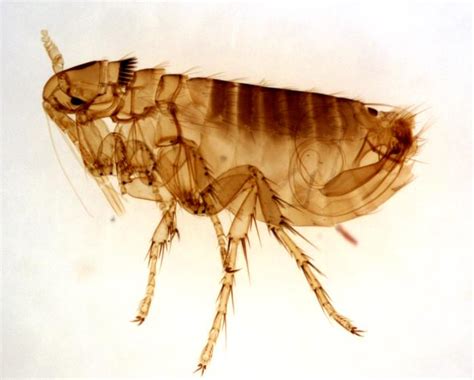 How to Naturally Get Rid of Fleas - SavingAdvice.com Blog