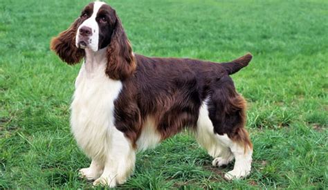 English Springer Spaniel | Puppy Area