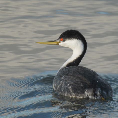 Western grebe | Western grebe -- Aechmophorus occidentalis M… | Flickr