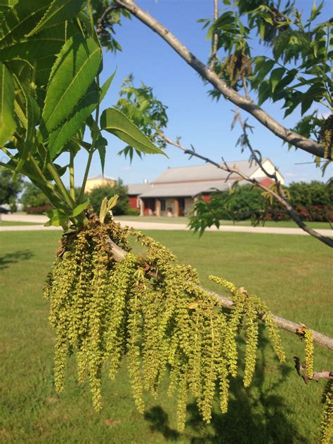 Royalty Pecan Farms #texaswedding #orchard #venue | Texas pecans, Farm, Family farm