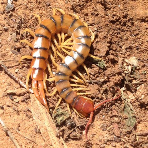 Giant Desert Centipede, Tiger Centipede | Project Noah