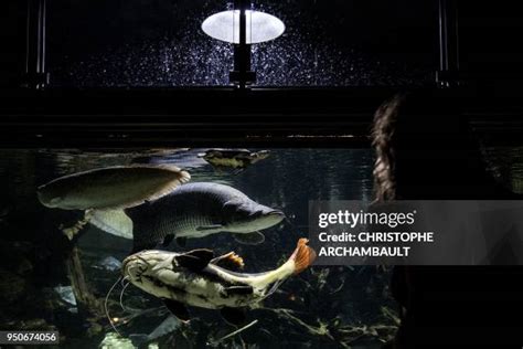 333 Amazon Aquarium Stock Photos, High-Res Pictures, and Images - Getty Images