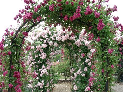 French Beauty Mark: The Rose Garden at L'Hay-les-Roses Paris