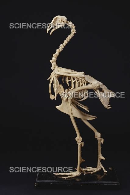 Turkey Skeleton Anatomy