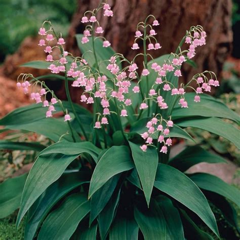 Pink Lily of the Valley | Lily of the valley flowers, Valley flowers ...