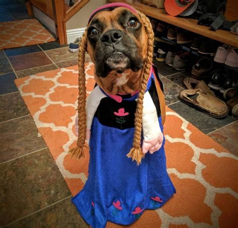 a dog dressed up as a princess with braids