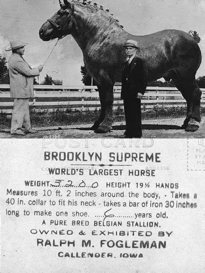 Largest Horse In The World 1928