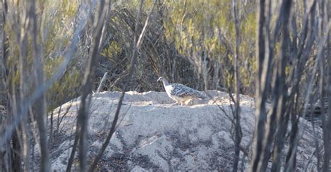 New Habitat planted for Malleefowl at Maya – Moore Catchment Council