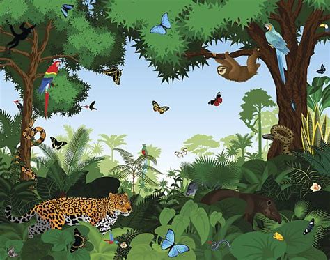 18.842 Tropical Rainforest Stock Illustrations, Clip art, Cartoons ...