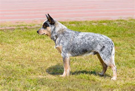 Types Of Blue Heelers - Photos All Recommendation