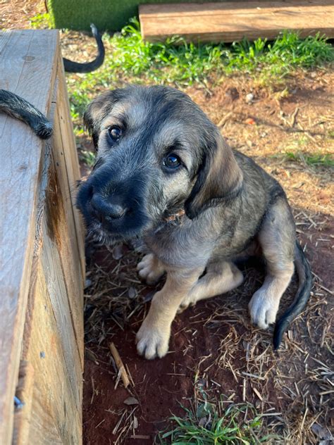 Irish Wolfhound - Tabbita - PetsForHomes