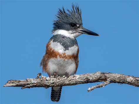 Belted Kingfisher - eBird